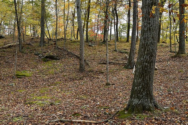 Woods Lake  Exteriors